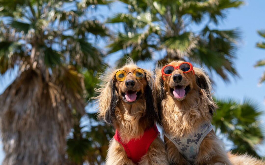 Planning Your Pet-Friendly Adventure in Orlando